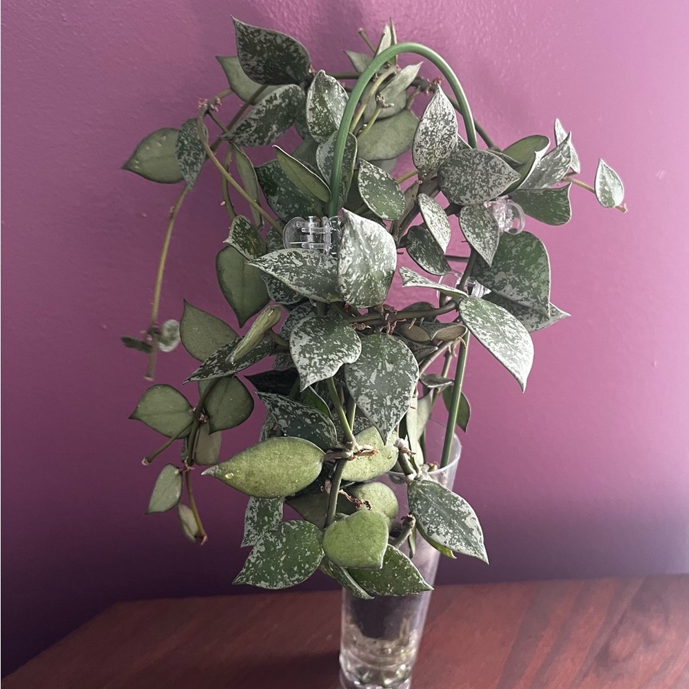 Hoya Krohniana Silver Splash